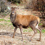 Le cerf Corse